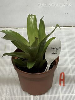 (Category: ) located in . Submitted by greentumb (Listing ID 1429154341, Image 1). Description: .