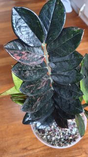 (Category: ) located in . Submitted by desmoteoh (Listing ID 1429087239, Image 1). Description: .