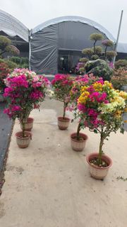 （分類：）位於 。 由 ifloralu 提交（商品編號 1424388206，圖片 1）。簡介： 。
