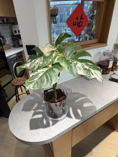 （分類：）位於 。 由 fokfokstore 提交（商品編號 1424379688，圖片 1）。簡介： 。