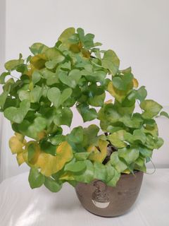 （分類：）位於 。 由 chengsc_ 提交（商品編號 1424379641，圖片 1）。簡介： 。