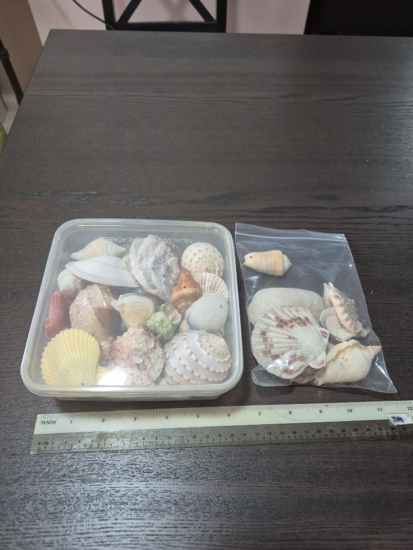 Assorted Seashell Collection, Hobbies & Toys, Memorabilia ...