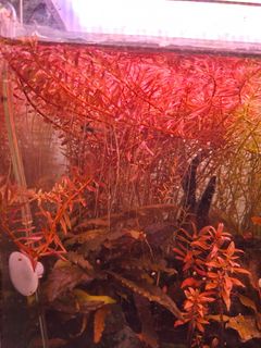 (Category: ) located in . Submitted by lokey_ (Listing ID 1424420553, Image 1). Description: .