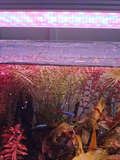 (Category: ) located in . Submitted by lokey_ (Listing ID 1424421290, Image 1). Description: .