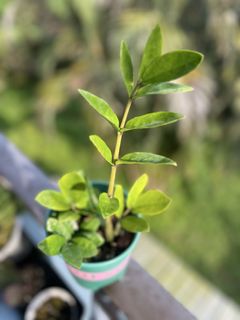 （分類：）位於 。 由 ltplants 提交（商品編號 1429170493，圖片 1）。簡介： 。