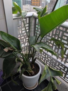 （分類：）位於 。 由 mongkokie 提交（商品編號 1429247754，圖片 1）。簡介： 。