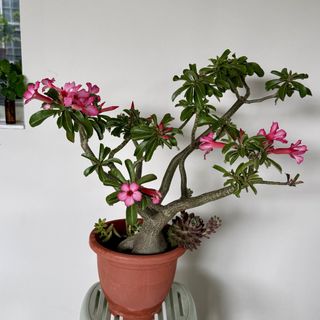 Potted Plants Collection 🌿 | Buyer Protection Available Collection item 2