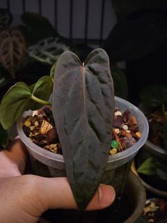 (Category: ) located in . Submitted by jungrow (Listing ID 1424537066, Image 1). Description: .
