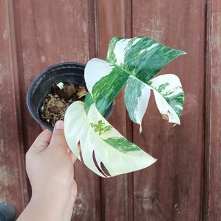 Philodendron Sanctamartinense, Furniture & Home Living, Gardening, Plants &  Seeds on Carousell