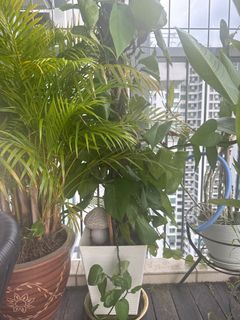 (Category: ) located in . Submitted by ojaswini0242996 (Listing ID 1424601183, Image 1). Description: .