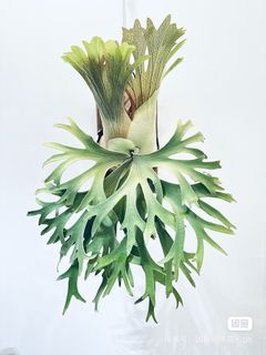 Species C74 P.Willinckii Golden Boy sporeling Spotlight