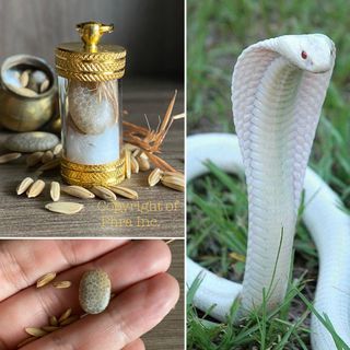 Wealth & Money Luck Mustika Items💰| Various Wealth Takrut | Mustika Pearl | Wealth Azimat, Yantra, Pusaka | Windfall Luck | Wealth Fetching | Business,Sales & Career Enhancement | Rezeki Fortune Luck | 🔥All Wealth Related Items ⚡️ Collection item 1