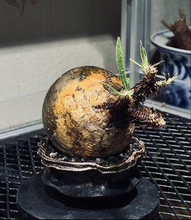 （分類：）位於 。 由 hewiko 提交（商品編號 1424754703，圖片 1）。簡介： 。