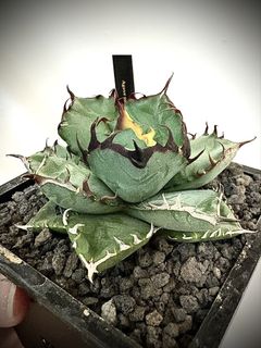 （分類：）位於 。 由 kindnessplants 提交（商品編號 1424742156，圖片 1）。簡介： 。