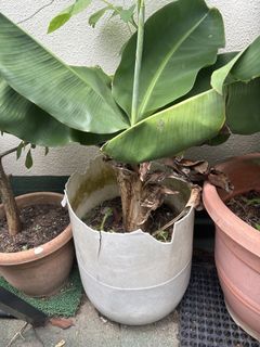 (Category: ) located in . Submitted by pnkkr (Listing ID 1424756575, Image 1). Description: .