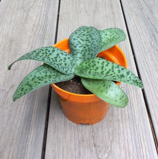 (Category: ) located in . Submitted by sgn93 (Listing ID 1424755047, Image 1). Description: .