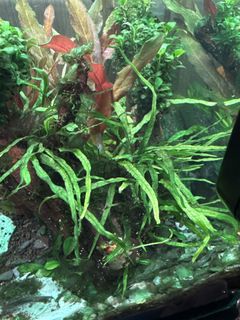 (Category: ) located in . Submitted by laconic84 (Listing ID 1424758485, Image 1). Description: .