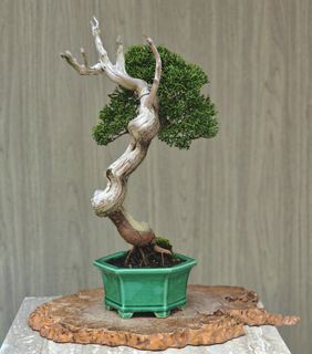 (Category: ) located in . Submitted by jia_bonsai_singapore (Listing ID 1424735088, Image 1). Description: .
