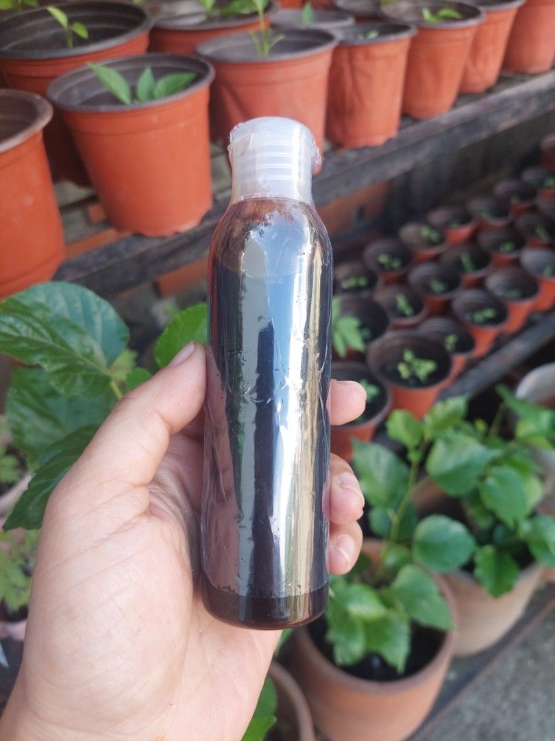Loam Soil, Vermicast, Fertilizer, Dithane M45 (Category: Everything Else Others) located in Manila. Submitted by larascollection0920 (Listing ID 1424872007, Image 3). Description: For Sale; *Seeds Pechay, Talong, Kamatis, Mustasa, Lettuce, Okra *Loim Soil *Vermicast *Ipa *Cocopeat *Garden Soil *Turton 120ml Blooming Fert *Molasses 250ml *Fish Amino Acid 100ml *Complete Fertilizer 14-14 * Urea 46-0 * Epson Salt *Dithane M45 Fungicide 15grams *Coco
