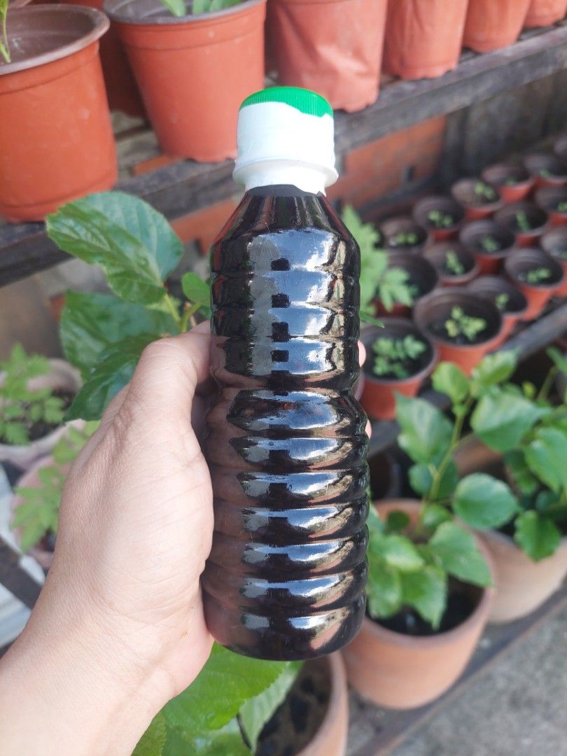 Loam Soil, Vermicast, Fertilizer, Dithane M45 (Category: Everything Else Others) located in Manila. Submitted by larascollection0920 (Listing ID 1424872007, Image 2). Description: For Sale; *Seeds Pechay, Talong, Kamatis, Mustasa, Lettuce, Okra *Loim Soil *Vermicast *Ipa *Cocopeat *Garden Soil *Turton 120ml Blooming Fert *Molasses 250ml *Fish Amino Acid 100ml *Complete Fertilizer 14-14 * Urea 46-0 * Epson Salt *Dithane M45 Fungicide 15grams *Coco