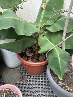 (Category: ) located in . Submitted by pnkkr (Listing ID 1424756361, Image 1). Description: .
