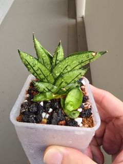 (Category: ) located in . Submitted by sansevieria.habitat (Listing ID 1424709292, Image 1). Description: .