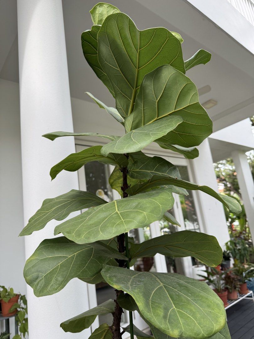 Fiddle fig in tall planter - statement piece446890014431006721