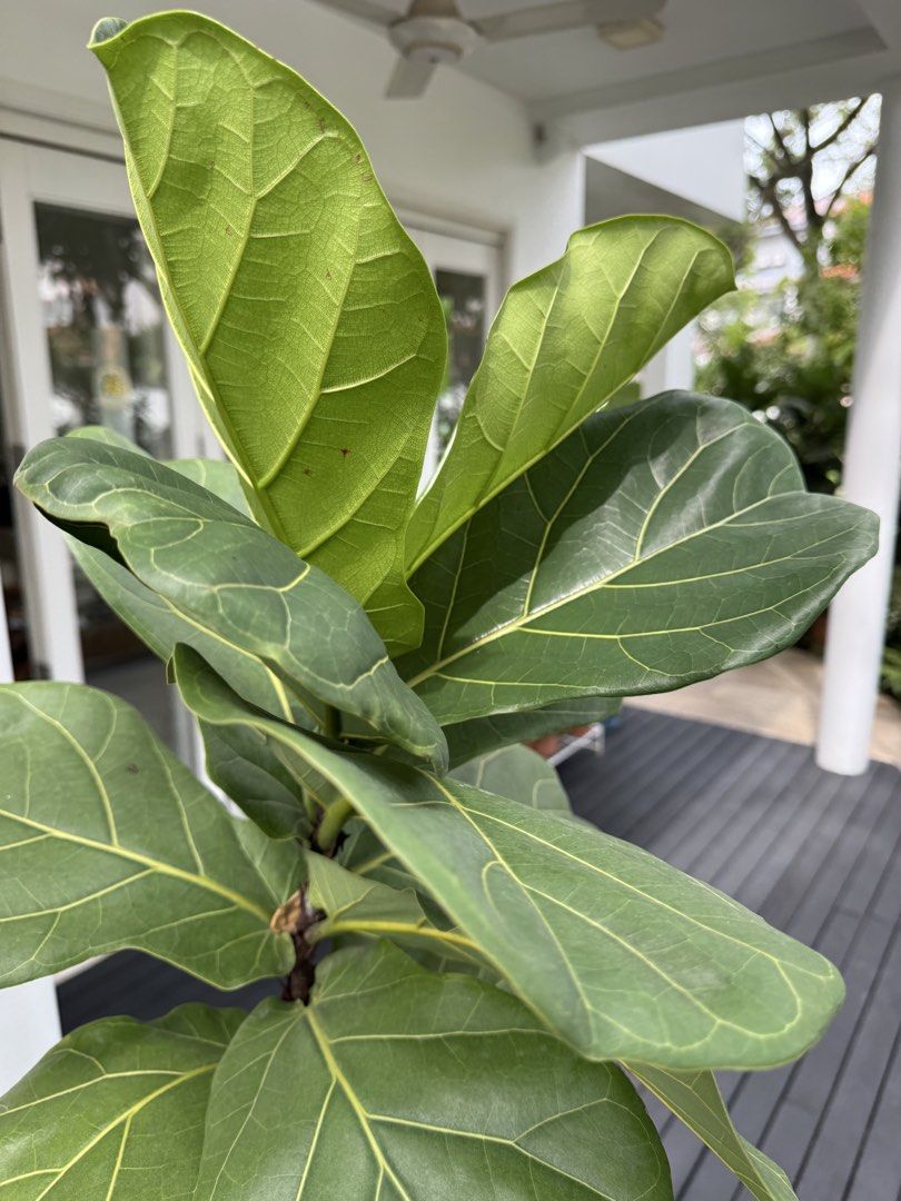 Fiddle fig in tall planter - statement piece446890014431006722
