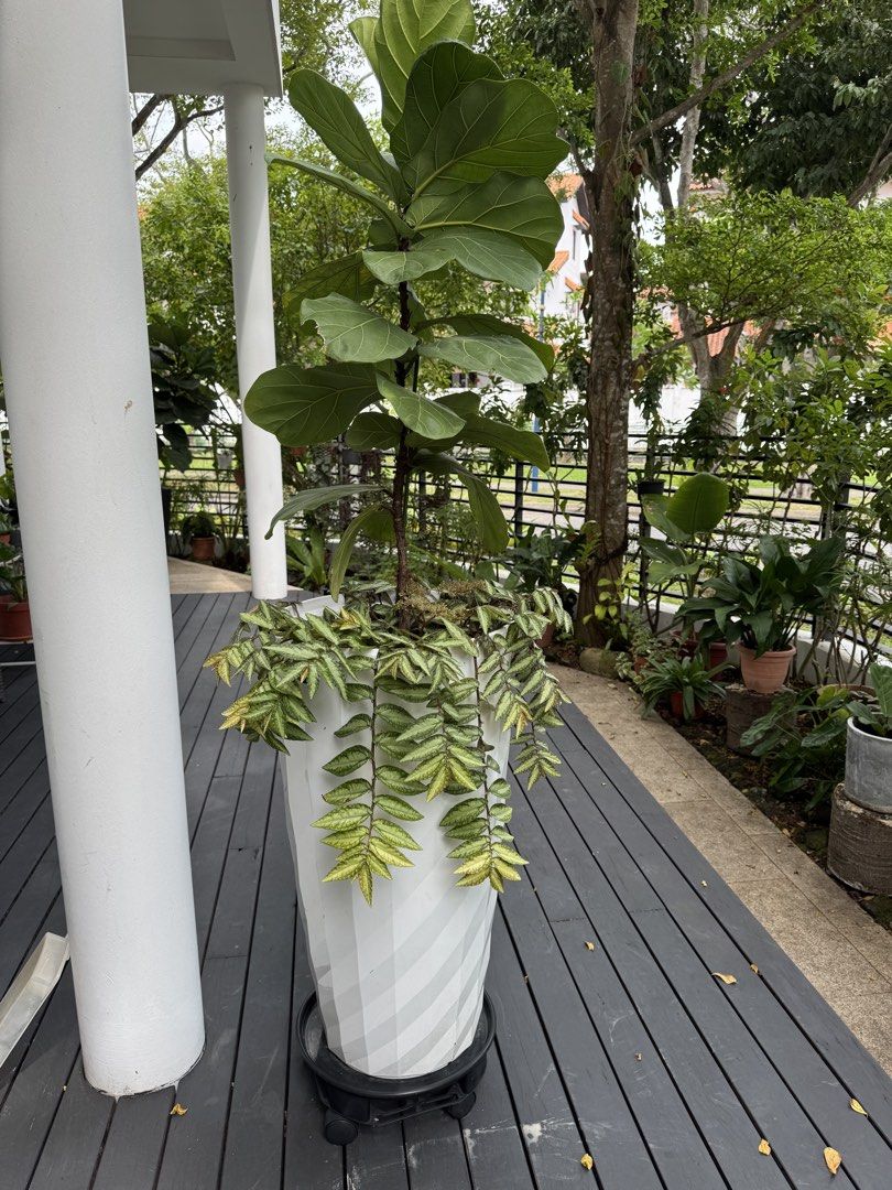 Fiddle fig in tall planter - statement piece