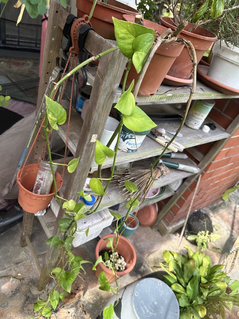 Money plant small