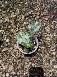 (Category: ) located in . Submitted by seletar_plants (Listing ID 1424939183, Image 1). Description: .