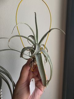 (Category: ) located in . Submitted by mplant (Listing ID 1424931989, Image 1). Description: .