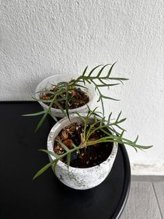 (Category: ) located in . Submitted by moon_izzah (Listing ID 1425027952, Image 1). Description: .