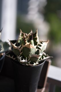 (Category: ) located in . Submitted by petiteplantsg (Listing ID 1425151468, Image 1). Description: .