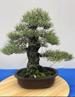 (Category: ) located in . Submitted by plants_plants (Listing ID 1425171333, Image 1). Description: .