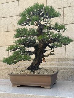 (Category: ) located in . Submitted by plants_plants (Listing ID 1425169539, Image 1). Description: .