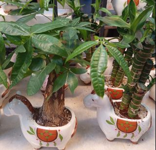 （分類：）位於 。 由 plantloveyou_mschan 提交（商品編號 1425183143，圖片 1）。簡介： 。