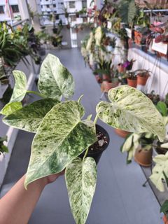 (Category: ) located in . Submitted by plantdad3 (Listing ID 1425070819, Image 1). Description: .