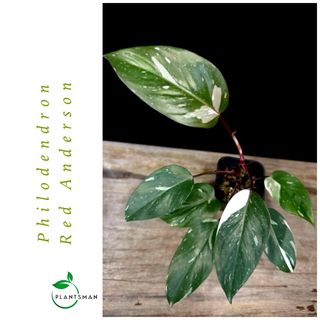 Philodendron Collection item 2