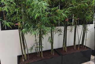 (Category: ) located in . Submitted by urban.cultivar (Listing ID 1425093821, Image 1). Description: .