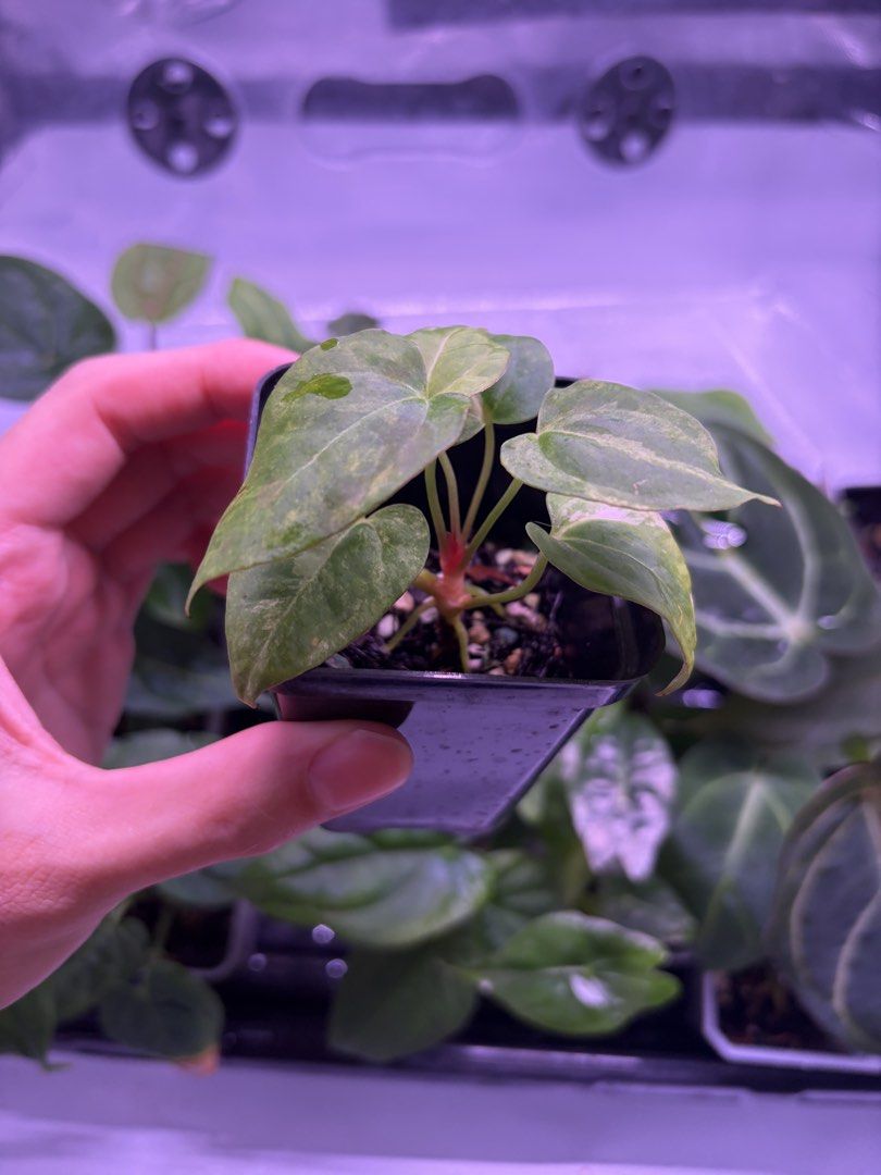 Variegated Anthurium Black Venom x AOS SKG (Category: Plants & Seeds) located in Singapore. Submitted by plastixboi (Listing ID 1425176651, Image 3). Description: This is a seed grown black venom x aos skg from @titikhijau (Rico), for variegated anthurium, there is always a chance of reverting, buy at your own risk. Meet up at 693126 or nearby at my convenience..