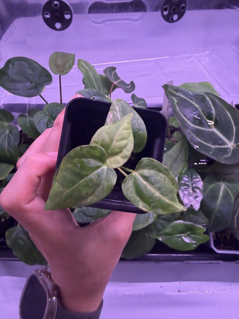 Variegated Anthurium Black Venom x AOS SKG (Category: Plants & Seeds) located in Singapore. Submitted by plastixboi (Listing ID 1425176651, Image 1). Description: This is a seed grown black venom x aos skg from @titikhijau (Rico), for variegated anthurium, there is always a chance of reverting, buy at your own risk. Meet up at 693126 or nearby at my convenience..