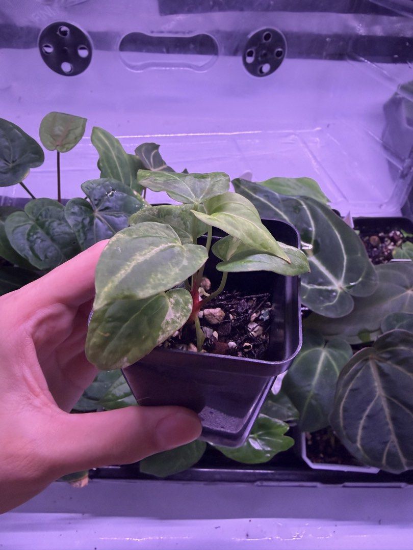 Variegated Anthurium Black Venom x AOS SKG (Category: Plants & Seeds) located in Singapore. Submitted by plastixboi (Listing ID 1425176651, Image 2). Description: This is a seed grown black venom x aos skg from @titikhijau (Rico), for variegated anthurium, there is always a chance of reverting, buy at your own risk. Meet up at 693126 or nearby at my convenience..