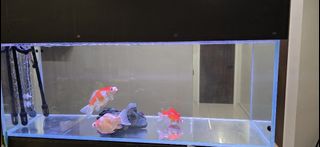 (Category: ) located in . Submitted by dinoteoh (Listing ID 1425436628, Image 1). Description: .