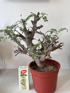 (Category: ) located in . Submitted by houseplantgurl (Listing ID 1425266407, Image 1). Description: .