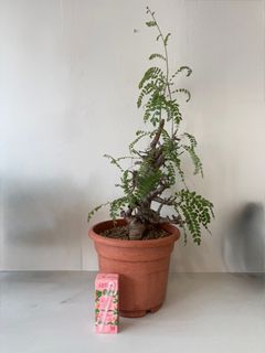 (Category: ) located in . Submitted by houseplantgurl (Listing ID 1425280314, Image 1). Description: .