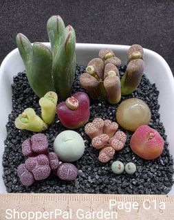 (Category: ) located in . Submitted by shopperpalgarden (Listing ID 1425442167, Image 1). Description: .