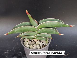 (Category: ) located in . Submitted by plant_farmer (Listing ID 1425282326, Image 1). Description: .