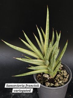 (Category: ) located in . Submitted by plant_farmer (Listing ID 1425282898, Image 1). Description: .