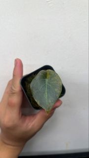 (Category: ) located in . Submitted by Foliage_Concierge (Listing ID 1425592611, Image 1). Description: .